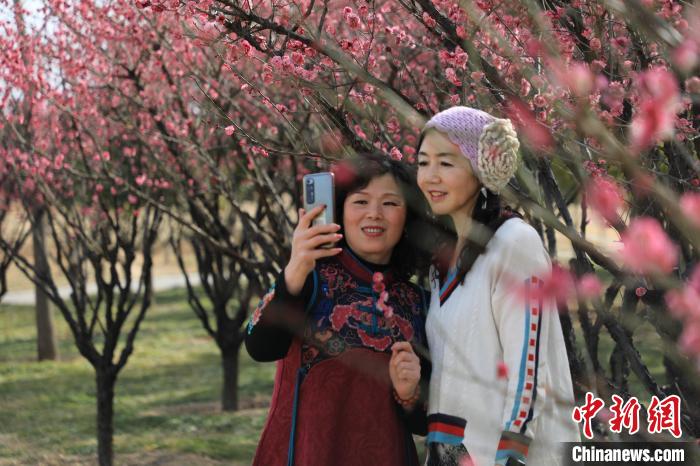 市民在梅花樹(shù)下拍照?！∴囆?qiáng) 攝