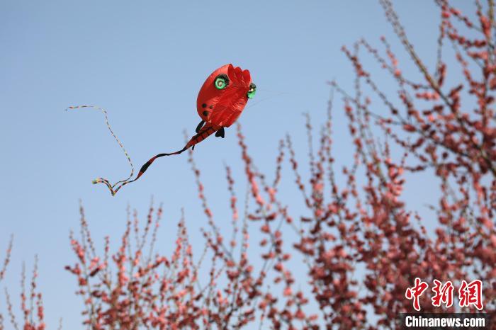 風(fēng)箏在花中飛舞?！∴囆?qiáng) 攝