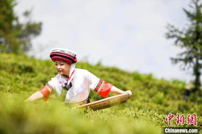 湖南桑植白茶進(jìn)入春茶采摘季白族村民采茶忙