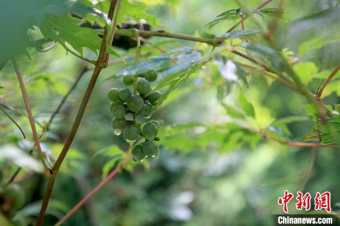 野生動物在北京：如何筑牢生物多樣性“保護網(wǎng)”？