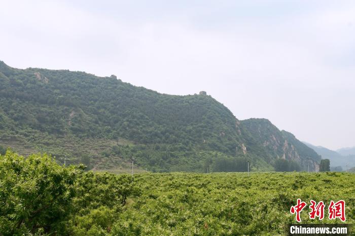 長城腳下萬畝栗花綻放，散發(fā)出淡淡清香。　郝云崎 攝