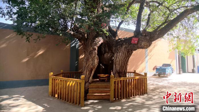 圖為阿河灘地質(zhì)文化村樹(shù)齡高達(dá)800年的空心古榆樹(shù)?！埡ｖ?攝
