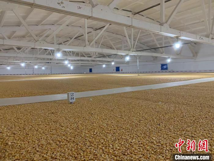 倉內(nèi)清涼干爽、遍地金黃，上千平方米的糧食盡收眼底?！⊥趸萘?攝
