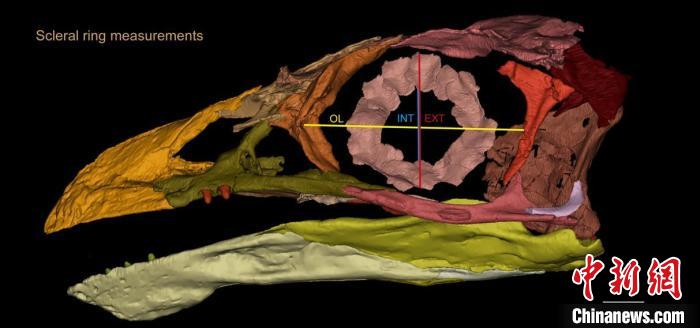 熱河鳥STM3-8化石標(biāo)本的鞏膜環(huán)復(fù)原及測(cè)量示意圖?！『?供圖
