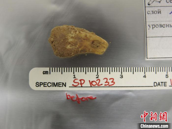 打孔鹿牙墜飾提取DNA前(圖片來自馬克斯·普朗克演化人類學研究所)?！∈┢樟指瘛ぷ匀?供圖