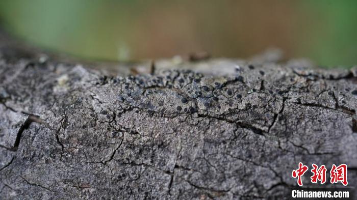 研究發(fā)現(xiàn):餅干衣屬中國特有種“消失”110年后重現(xiàn)青藏高原