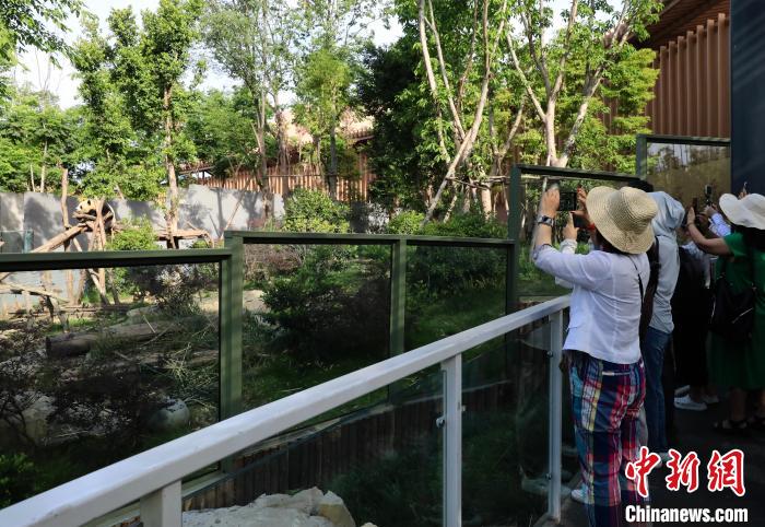 海外華文媒體近距離參觀大熊貓，探尋大熊貓的“大運情緣”?！⊥趵?攝