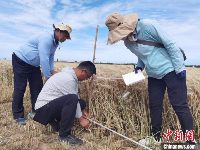 去年新疆冬小麥高產(chǎn)紀(jì)錄是863.8公斤。　薛瑋 攝