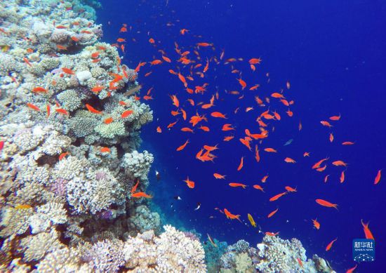  這是10月2日在埃及西奈半島達哈布藍洞內(nèi)拍攝的珊瑚和魚類。新華社記者 隋先凱 攝