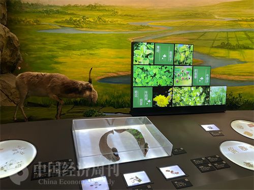   （中醫(yī)藥博物館展出的各類中藥材令人應(yīng)接不暇。中國經(jīng)濟(jì)周刊記者 郭志強(qiáng) 攝）