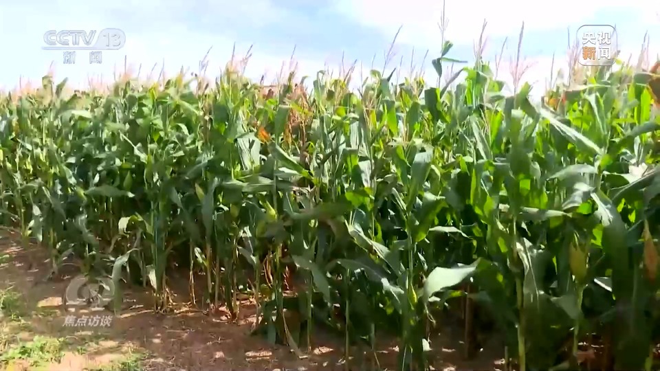 焦點訪談丨一粒良種 萬擔好糧 探索農(nóng)作物高產(chǎn)高質(zhì)“新密碼”