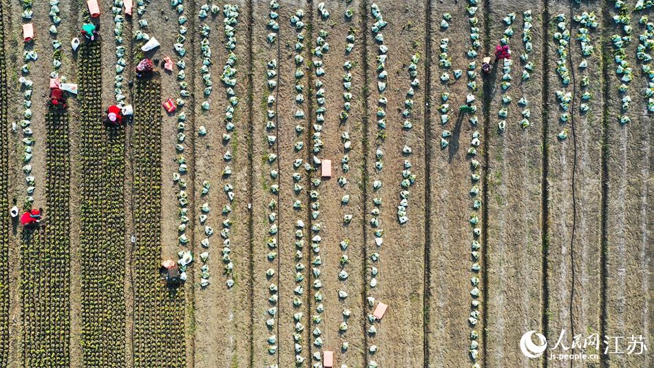 效佐社區(qū)村民對苗木進行田間管理。丁華明攝