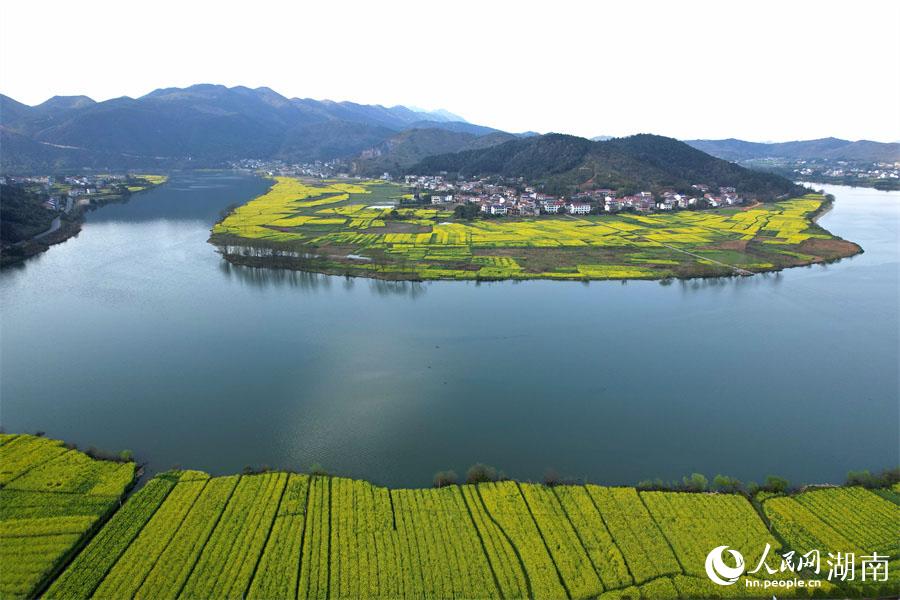 春江水暖，油菜花開。人民網(wǎng) 李芳森攝