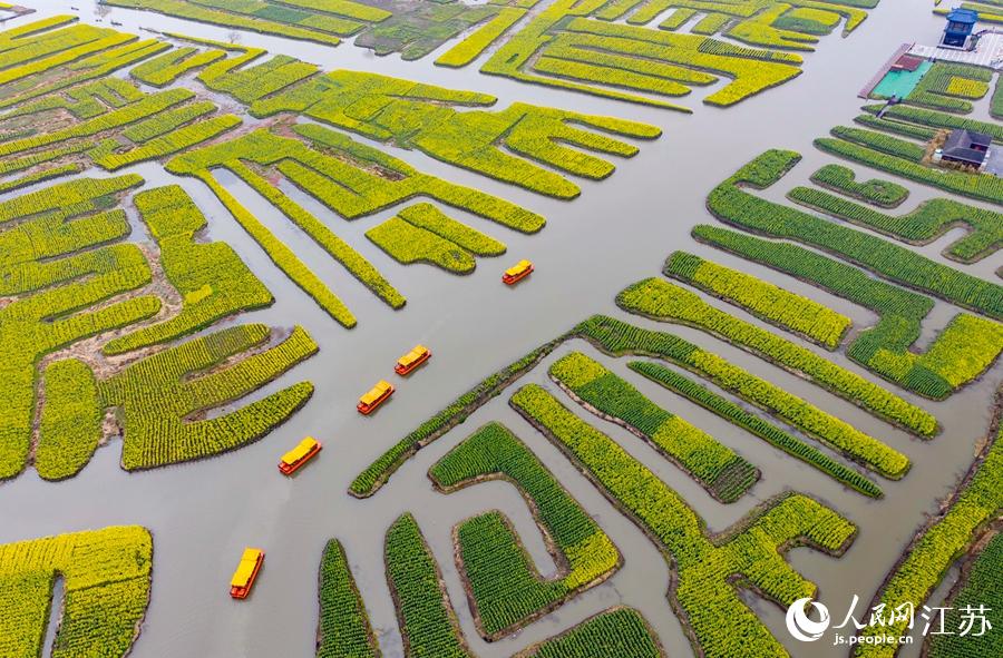 萬(wàn)畝“垛田”陸續(xù)披上金裝。周社根攝