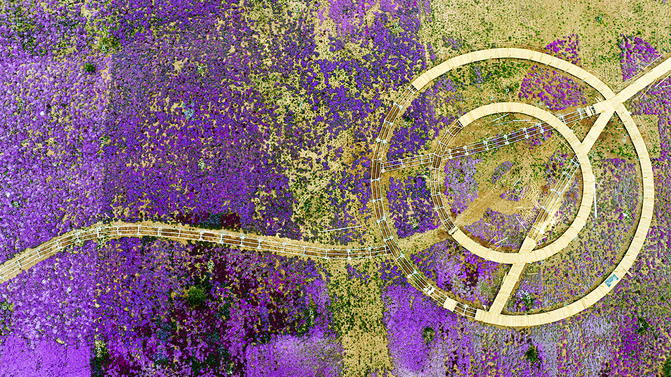 邯鄲市復(fù)興區(qū)德豐生態(tài)園的300畝芝櫻花進(jìn)入最佳觀(guān)賞期。放眼望去，五彩音符和豎琴造型下的芝櫻花恰似披上了一層色彩斑斕的錦緞，蔚為壯觀(guān)。聶長(zhǎng)青攝