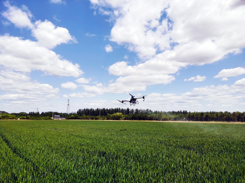 河北省遷安市扣莊鎮(zhèn)海沃之豐合作社利用植保無(wú)人機(jī)進(jìn)行“一噴三防”作業(yè)。 張友青攝