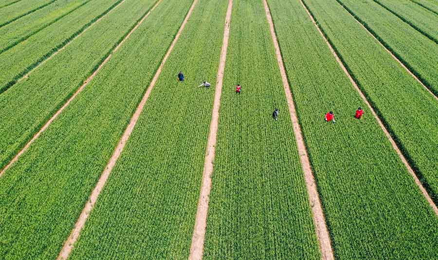 山東省鄒平市蔡家村高標準農(nóng)田，農(nóng)民在進行去雜作業(yè)。