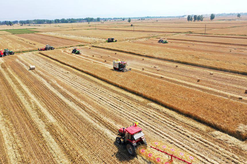 收割現(xiàn)場(chǎng)。吳波攝