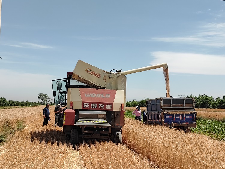 臨汾市堯都區(qū)賈得鄉(xiāng)大王村麥?zhǔn)宅F(xiàn)場(chǎng)。劉婷婷攝