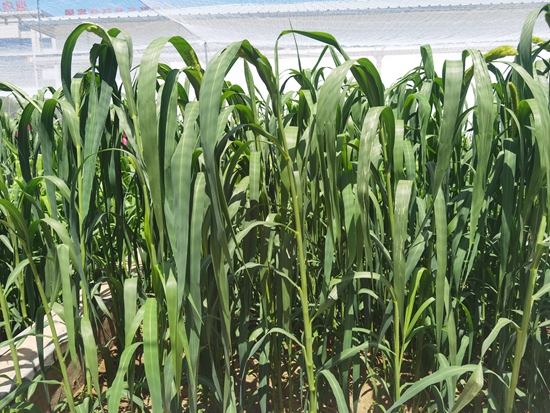 河北省張家口農(nóng)科院試驗田中的“張雜谷”正在茂盛生長。 受訪者供圖