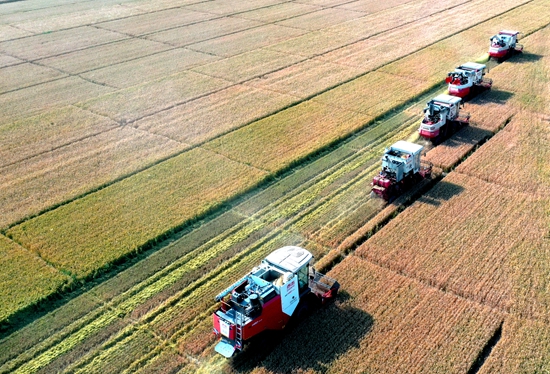 今年6月，河北省衡水市阜城縣碼頭鎮(zhèn)戈家墳村的麥田里，大型聯(lián)合收割機“組團”作業(yè)。 苗鳳強攝