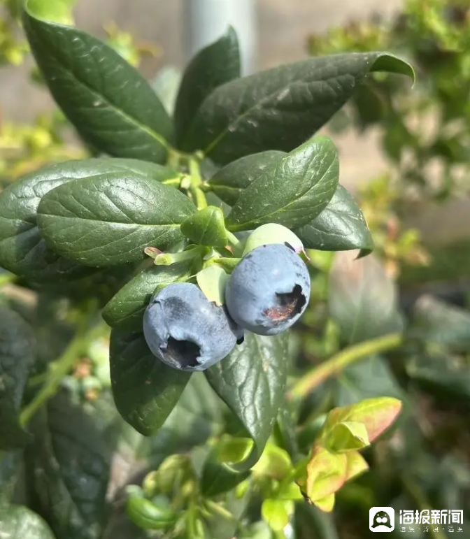 西瓜、藍(lán)莓、草莓上高原！山東濰坊援藏組因地制宜打造特色蔬菜發(fā)展中心