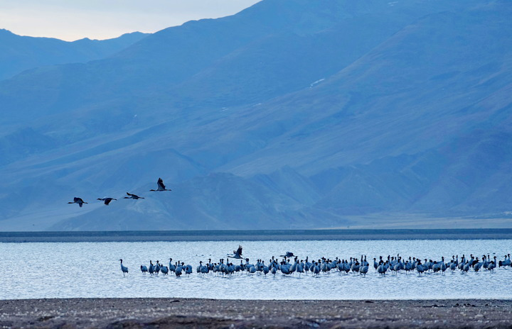 鏡觀·回響丨西部生態(tài)建設(shè):以高水平保護(hù)支撐高質(zhì)量發(fā)展
