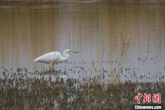 圖為大白鷺?？婶斂撕?托素湖自然保護(hù)區(qū)服務(wù)中心供圖 　　