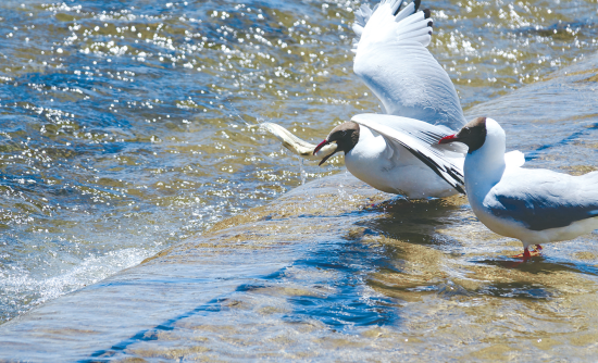 湟魚(yú)盛宴。