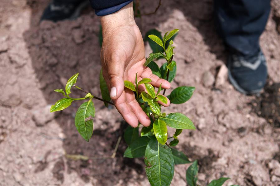 (西藏昌都解放70周年·圖文互動)(2)“我有一個植樹夢”——扎西旺堆和他的“綠色家園”