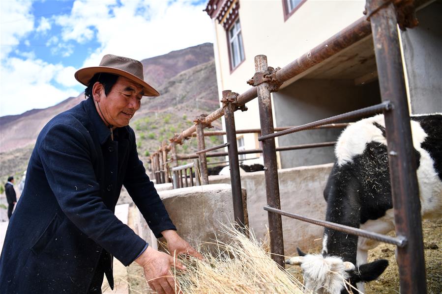 (西藏昌都解放70周年·圖文互動)(3)“我有一個植樹夢”——扎西旺堆和他的“綠色家園”