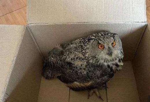 圖為青海省西寧市大通縣公安局森林警察大隊民警救助的國家二級保護野生動物——雕鸮?！∏嗪Ｊ」矎d森林警察總隊供圖 攝