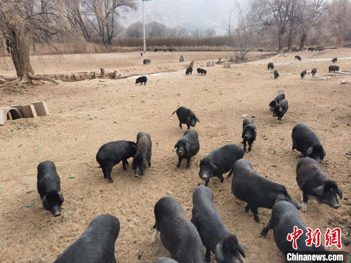 圖為藏香豬?！∑钤鲚?攝