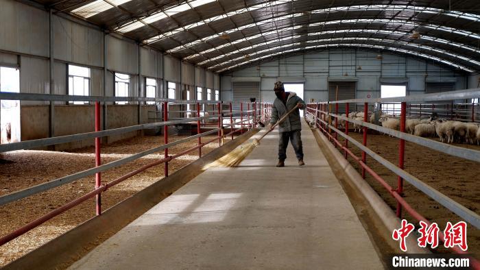 圖為放牧員扎布拉正在打掃羊棚衛(wèi)生?！±铍h 攝