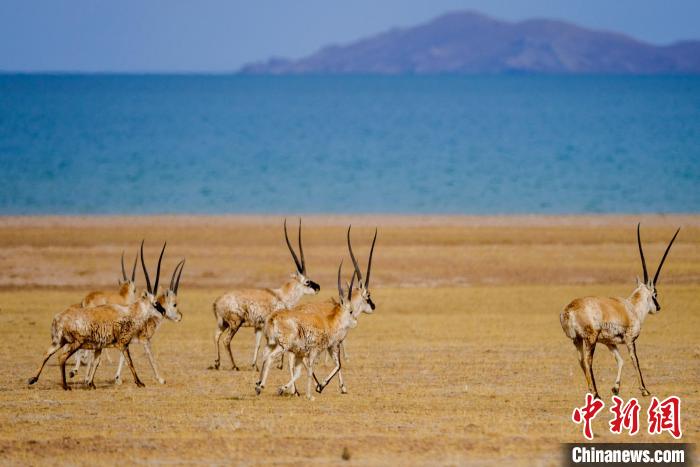 圖為西藏藏羚羊在色林錯湖邊覓食，隨著保護措施的不斷加強，如今西藏藏羚羊種群數(shù)量獲得恢復性增長?！〗w波 攝