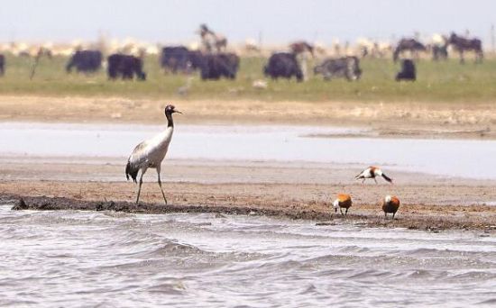  仙女灣一只黑頸鶴正在湖邊覓食。攝影：海東