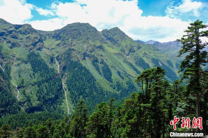 圖為西藏玉麥鄉(xiāng)森林資源。(資料圖) 江飛波 攝