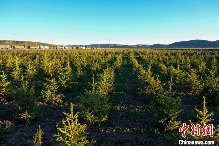 圖為科技團(tuán)隊(duì)在海拔4500米的西藏那曲種出“小森林”，其中超過7成成功越過5個(gè)冬天?！〗w波 攝