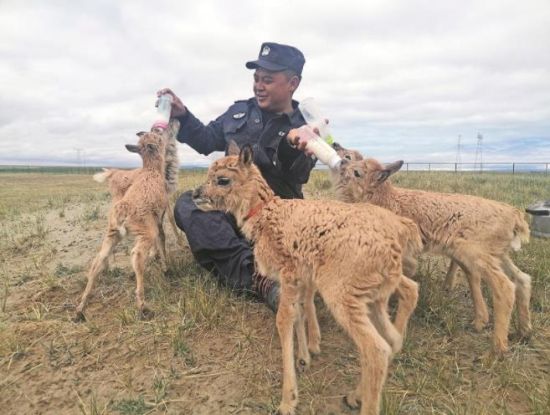 生命禁區(qū)的超級(jí)“奶爸”。