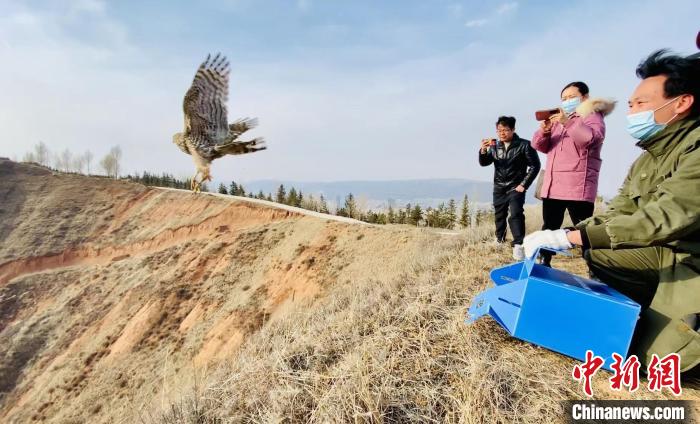 青海：救助、放歸四只國家二級保護野生動物