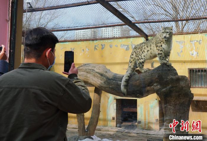 圖為雪豹“奶爸”史壽軍正在直播?！●R銘言 攝