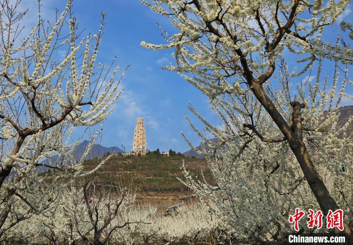 潔白的李花與碉樓交相輝映，勾勒出一幅美麗的和諧生態(tài)畫卷。　何清海 攝