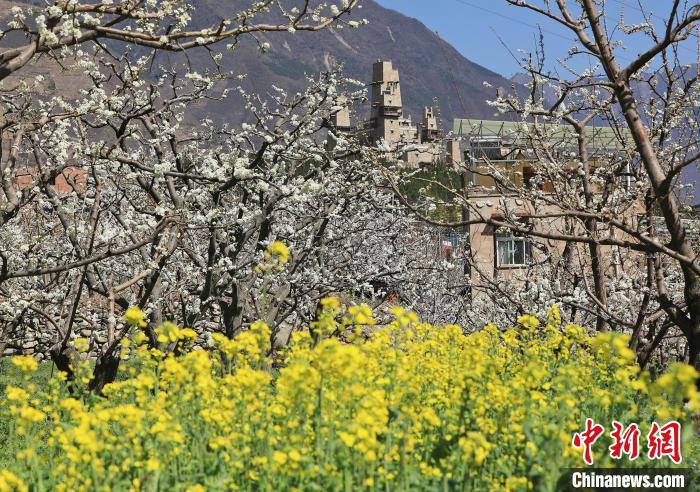 潔白的李花與村寨交相輝映，勾勒出一幅美麗的和諧生態(tài)畫卷。　何清海 攝
