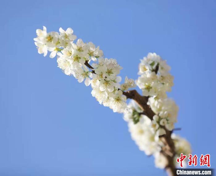 李花盛開。　何清海 攝