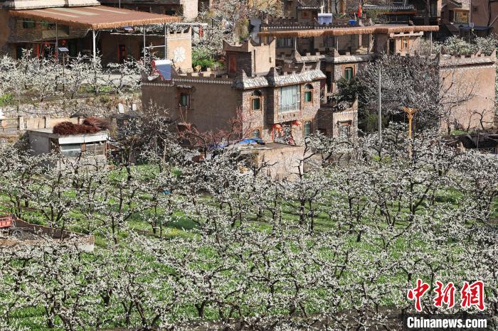 潔白的李花與村寨交相輝映，勾勒出一幅美麗的和諧生態(tài)畫卷?！『吻搴?攝