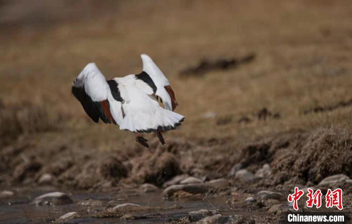 圖為翹鼻麻鴨?！」Π栽?攝