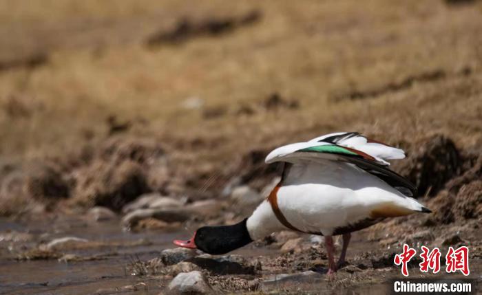 圖為翹鼻麻鴨?！」Π栽?攝