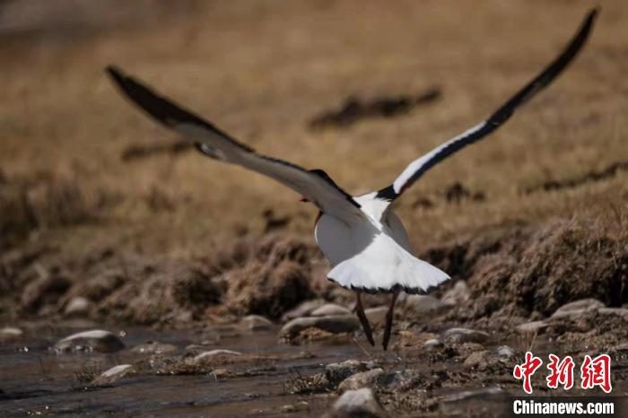 圖為騰飛的翹鼻麻鴨。　功霸扎西 攝