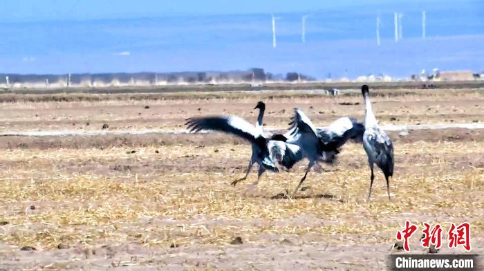 圖為黑頸鶴追逐嬉戲?！￡惷髡?攝