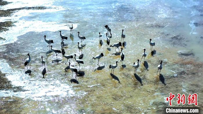 圖為黑頸鶴群駐足休憩?！￡惷髡?攝